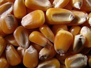 corn