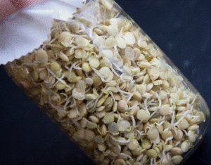 lentil sprout