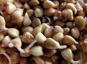 sprouted buckwheat