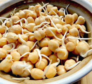 sprouted chickpeas