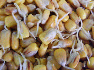 sprouted corn