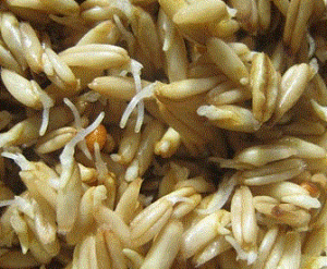 sprouted oat groat close up
