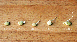 timeline lentils