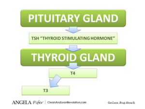 Functional Medicine Thyroid Diagram Clean and Lean Revolution