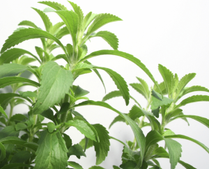 stevia plant