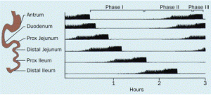 Migrating Motor Complex